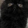 CFA Solid Black Female Persian Kitten