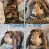Purebred Baby Mini Lop Bunnies/Rabbits