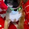 Male Boxer Puppies Available Immediately Lima, Ohio