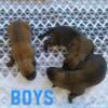 Belgian Malinois/Dutch Shepard puppies