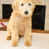 F1b Goldendoodle Males