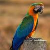 Catalina Macaw Rehome