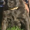 AKC Registered Cane Corso Puppy