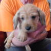 AKC Mini Wire Hair Dachshund Male Pup With Breeding Rights Blue Collar  4 Weeks
