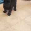 Adorable Black puppy
