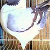 Modena Pigeons & Giant Runts - Show & Large Pigeons - All Pigeon Breeds, All Colors Available