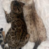 Bengal kittens are ready