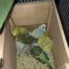 Baby Parakeets For Sale