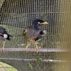 Common Mynah for sale