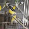 Beautifully singing males canaries   Beautiful Fancy Black / White Variegated and White