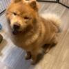 Looking to rehome our chow! Will come with kennel and food bowl.