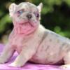 Lex French Bulldog female puppy for sale. $2,700