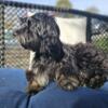 Havanese baby ready for home