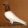 I'm looking to buy Red Budapest Highfler pigeons