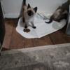 Rehoming kittens for sale