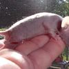 Mice - American fancy pet / show, Angora, Frizzle, Rex, Texel, Manx, Contact for availability.
