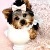 Yorkies near me, Pomeranian, Poodles, Chihuahuas, Morkies and other puppies for sale