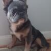 16lbs Blue & Tan Visual Fluffy French bulldog up for stud