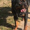 Rottweiler puppies - ready now!