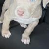 Blue eye pit bull puppy