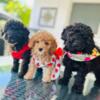 Toy poodle puppies for SALE