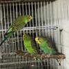 Parakeets for sale or trade for other birds