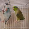 Breeder parrotlets available