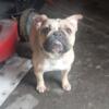Beautiful Female Frenchie Needs A Home