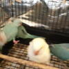For Sale Indian Ringneck Babies, Parrot Quakers Babies.