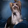 Biewer Terrier Puppies AKC registered DOB 3/9/24