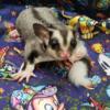 Sugar gliders looking for homes