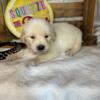 Goldendoodles f1bb gorgeous baby female