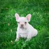 Buster Male French Bulldog