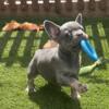 Frenchie puppies AKC registered