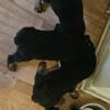AkC Rottweilers puppies