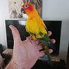 2 Tame  handfed baby Sun Conures expected for sale in July 2024