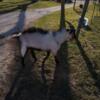 Alpine Goats For Sale Pair and baby