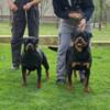 World-class rottweiler pups coming to america