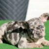 $2,700 Dira Female Blue Merle - beautiful French Bulldog puppy for sale.