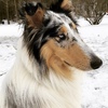 Blue Eyed Merle Rough Collie For Stud