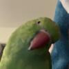 3 Year Old Indian Ringneck For Sale