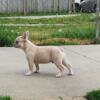 5month old Fluffy carrier French Bulldog