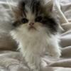 Brown & White CFA Registered Male Kitten