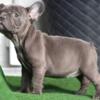 $2,300 Blue Dotty - wonderful French Bulldog puppy for sale