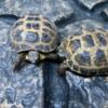 Adult Russian Tortoises