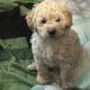 1/2 miniature poodle, 1/4 Aussie, 1/4 Beagle mix pups for sale