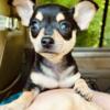 Baby Girl Chihuahua Puppy