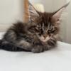 Maine Coon Kittens available, reputable breeder, Midwest