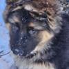 For sale German Shepherd puppies
