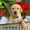 AKC yellow and black lab puppies